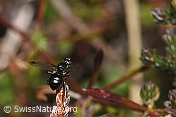 F289803: Sepsis cynipsea (Schwingfliege) auf Besenheide (Calluna vulgaris)