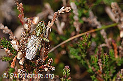 Scathophaga stercoraria on Calluna vulgaris (F289832)