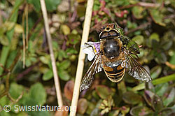 Mistbiene (Eristalis tenax) an Gebräuchlichem Augentrost (Euphrasia rostkoviana) (F289837)