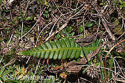 Rippenfarn (Blechnum spicant) (09.11.2024, F289842)