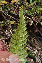 Rippenfarn (Blechnum spicant) (09.11.2024, F289845)