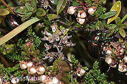 Foto: Längsgestreifter Blattkäfer (Chrysomela cerealis) auf Besenheide (Calluna vulgaris)