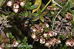 Foto: Längsgestreifter Blattkäfer (Chrysomela cerealis) auf Besenheide (Calluna vulgaris)