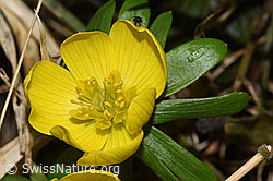Winterling (Eranthis hyemalis) (F290406) Winterling (Eranthis hyemalis) (F290406)