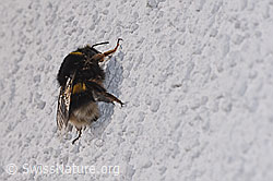 Dunkle Erdhummel (Bombus terrestris) (F290420) Dunkle Erdhummel (Bombus terrestris) (F290420)