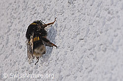 Dunkle Erdhummel (Bombus terrestris) (F290421) Dunkle Erdhummel (Bombus terrestris) (F290421)