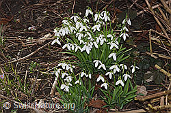 Schneeglöckchen (Galanthus nivalis) (F290428) Schneeglöckchen (Galanthus nivalis) (F290428)