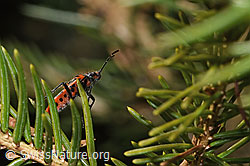 Zimtwanze (Corizus hyoscyami) (03.03.2025, F290441)