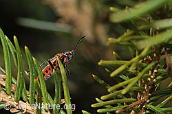 Foto: Zimtwanze (Corizus hyoscyami)