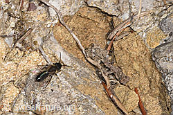 Zweifarbige Sandbiene (Andrena bicolor) (F290459)
