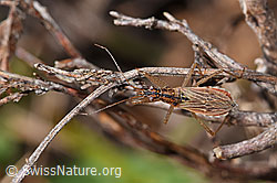 F290465: Rotbraune Sichelwanze (Nabis rugosus)