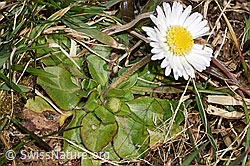 Foto: Gänseblümchen (Bellis perennis)