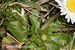 Foto: Gänseblümchen (Bellis perennis)