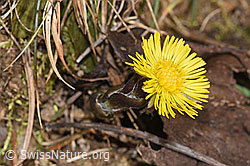Huflattich (Tussilago farfara) (07.03.2025, F290493)