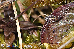 Wiesen-Dickkopfzikade (Anaceratagallia ribauti) (F290501)