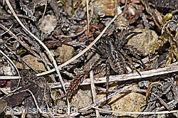 Pfingst-Scheintarantel (Alopecosa farinosa) (07.03.2025, F290518)