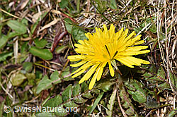 Gewöhnlicher Löwenzahn (Taraxacum officinale) (F291273) Gewöhnlicher Löwenzahn (Taraxacum officinale) (F291273)