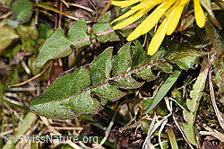 Gewöhnlicher Löwenzahn (Taraxacum officinale) (F291274) Gewöhnlicher Löwenzahn (Taraxacum officinale) (F291274)