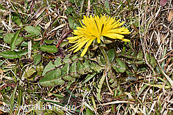 Gewöhnlicher Löwenzahn (Taraxacum officinale) (F291275) Gewöhnlicher Löwenzahn (Taraxacum officinale) (F291275)