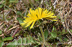 Gewöhnlicher Löwenzahn (Taraxacum officinale) (F291276) Gewöhnlicher Löwenzahn (Taraxacum officinale) (F291276)