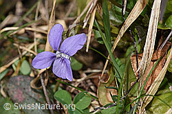 Hain-Veilchen (Viola riviniana) (F291278)
