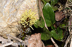 Foto: Frühlings-Segge (Carex caryophyllea)