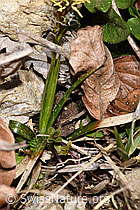 Foto: Frühlings-Segge (Carex caryophyllea)