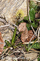 Foto: Frühlings-Segge (Carex caryophyllea)