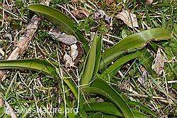 Männliches Knabenkraut (Orchis mascula) (F291302)