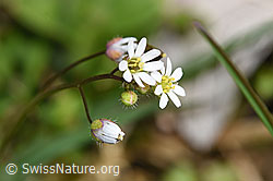 Frühlings-Hungerblümchen (Erophila verna) (F291329)