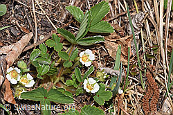 Erdbeer-Fingerkraut (Potentilla sterilis) (F291360) Erdbeer-Fingerkraut (Potentilla sterilis) (F291360)