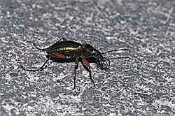Foto: Goldglänzender Laufkäfer (Carabus auronitens)