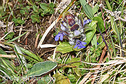 Kriechender Günsel (Ajuga reptans) (F291907) Kriechender Günsel (Ajuga reptans) (F291907)