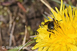 Foto: Gewöhnliche Dörnchensandbiene (Andrena humilis) auf Gewöhnlicher Löwenzahn (Taraxacum officinale)
