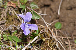 Hain-Veilchen (Viola riviniana) (F291940)
