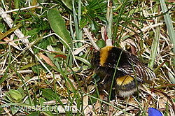 Dunkle Erdhummel (Bombus terrestris) (F291950) Dunkle Erdhummel (Bombus terrestris) (F291950)