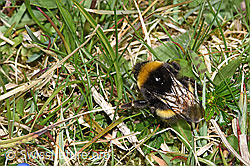 Dunkle Erdhummel (Bombus terrestris) (F291952) Dunkle Erdhummel (Bombus terrestris) (F291952)