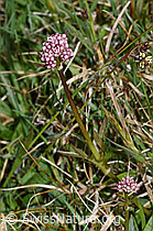 Sumpf-Baldrian (Valeriana dioica) (F291974) Sumpf-Baldrian (Valeriana dioica) (F291974)