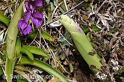 Männliches Knabenkraut (Orchis mascula) (F291980) Männliches Knabenkraut (Orchis mascula) (F291980)