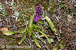 Männliches Knabenkraut (Orchis mascula) (F291982) Männliches Knabenkraut (Orchis mascula) (F291982)