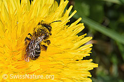 Gewöhnliche Dörnchensandbiene (Andrena humilis) auf Gewöhnlicher Löwenzahn (Taraxacum officinale) (F291986) Gewöhnliche Dörnchensandbiene (Andrena humilis) auf Gewöhnlicher Löwenzahn (Taraxacum officinale) (F291986)
