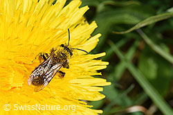 Gewöhnliche Dörnchensandbiene (Andrena humilis) auf Gewöhnlicher Löwenzahn (Taraxacum officinale) (F291988) Gewöhnliche Dörnchensandbiene (Andrena humilis) auf Gewöhnlicher Löwenzahn (Taraxacum officinale) (F291988)