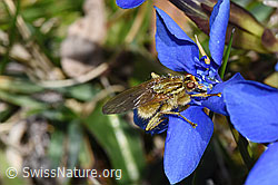 Frühlings-Enzian (Gentiana verna)