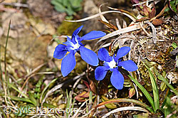 Frühlings-Enzian (Gentiana verna) (F292006) Frühlings-Enzian (Gentiana verna) (F292006)