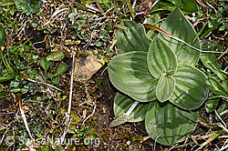 Foto: Mittlerer Wegerich (Plantago media)