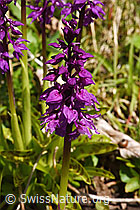 Männliches Knabenkraut (Orchis mascula) (F292042)