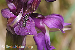 Grauschwarze Sklavenameise (Formica fusca) auf Grüne Hohlzunge (Coeloglossum viride)