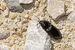 Foto: Glanzschnellkäfer (Selatosomus aeneus)
