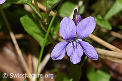 Hain-Veilchen (Viola riviniana) (21.04.2025, F292078)