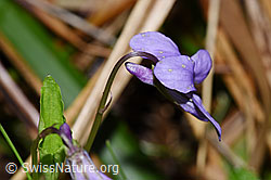 Foto: Hain-Veilchen (Viola riviniana)